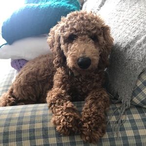 Meet your Posher, Abby